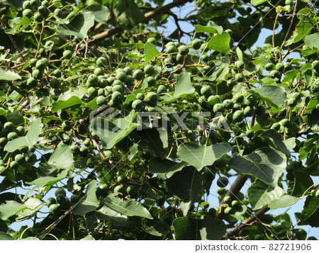 Green fruit of still immature Chinese tallow 82721906