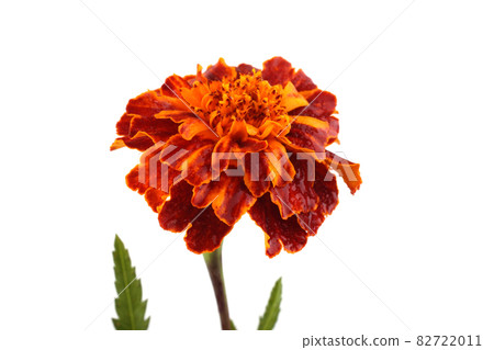 Growing marigold isolated on white Growing marigold isolated on white 82722011