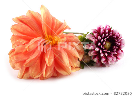 Dahlia flowers isolated on white Dahlia flowers isolated on white 82722080
