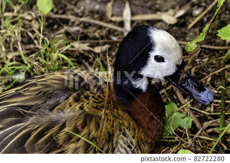White-faced whistling or tree duck (Dendrocygna viduata) - Kenya 82722280