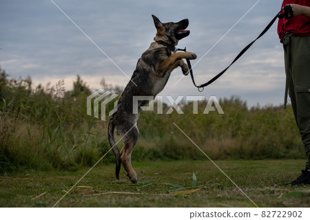 A playful four month old German Shepherd puppy A playful four month old German Shepherd puppy 82722902