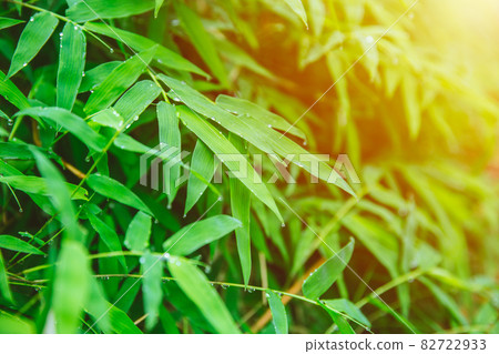 green fresh bamboo leaf fresh nature after raining drop for natural background. 82722933