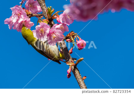 [鬆達摩，松田町，川津櫻花和白眼盛開] 82723354