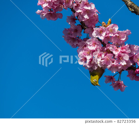 [Matsudayama, Matsuda Town, Kawazu cherry blossoms and white-eye in full bloom] 82723356