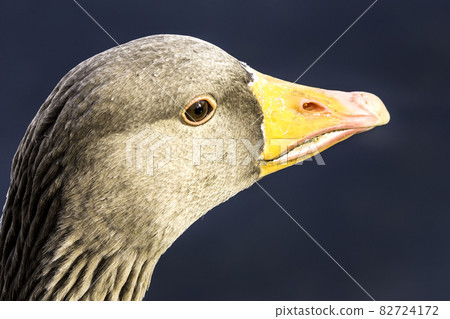 Wild greylag goose (Anser anser) Wild greylag goose (Anser anser) 82724172