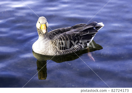 Swimming wild greylag goose (Anser anser) in the Park Swimming wild greylag goose (Anser anser) in the Park 82724173
