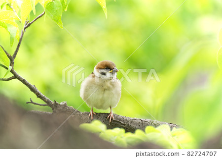 麻雀和新鮮的綠色 麻雀和新鮮的綠色 82724707