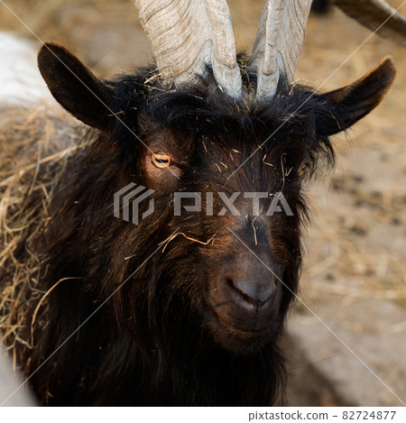 Welsh goat with large and sharp horns, a zoo with unusual animals. Welsh goat with large and sharp horns, a zoo with unusual animals. 82724877