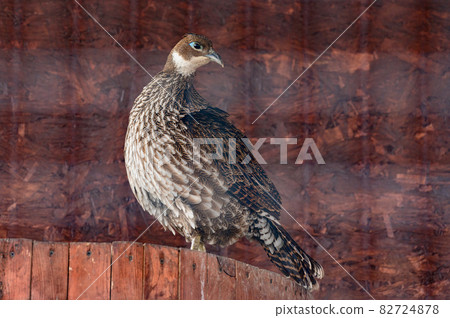 Quail, a bird in a cage, a family of pheasants. Quail, a bird in a cage, a family of pheasants. 82724878