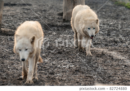Animal life in a zoo, white and predatory wolves. 82724880