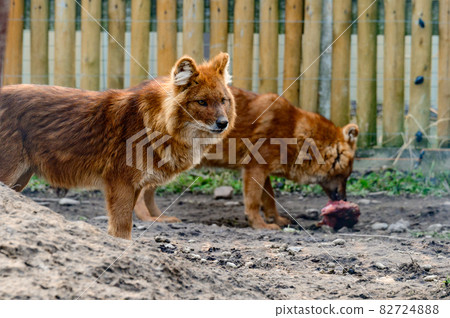 red wolf in the zoo, a beast of prey in a cage. red wolf in the zoo, a beast of prey in a cage. 82724888