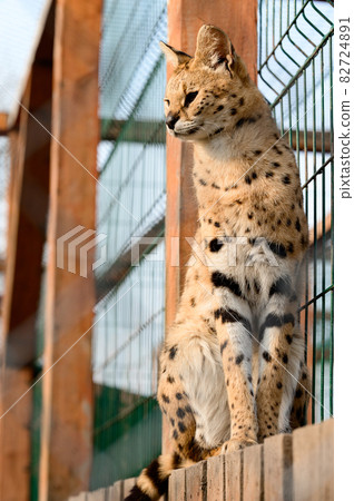 Serval cat in the Ukrainian zoo, a rare species of cat. 82724891
