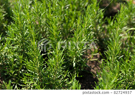 Fresh Rosemary Herb grow outdoor. Plant Ready to Cook, healthy food concept, top view. Organic farming. Home Gardening. Ingredients for dish 82724937