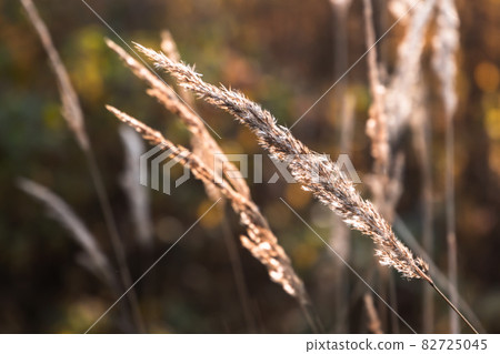 Dry grass in a sunlight, macro photo Dry grass in a sunlight, macro photo 82725045