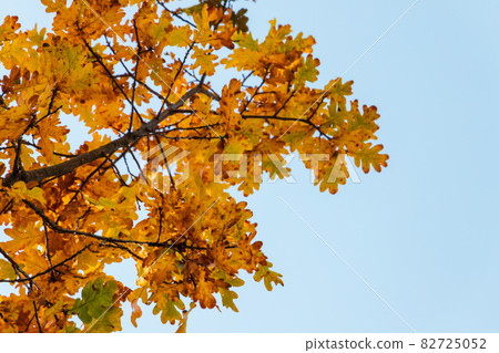 Oak tree branch with bright yellow leaves Oak tree branch with bright yellow leaves 82725052