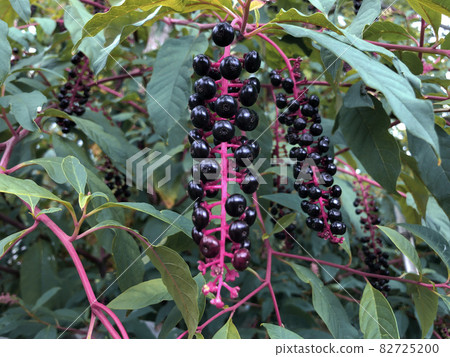 Pokeberry tropical plant with black berries 82725200