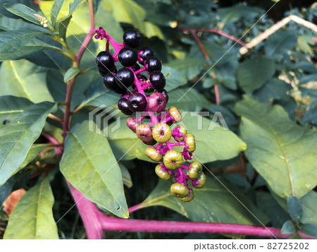 Pokeberry tropical plant with black berries Pokeberry tropical plant with black berries 82725202