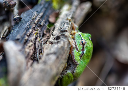 Close-up of a frog 82725346