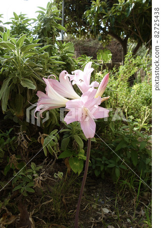 Amaryllis Belladonna 82725438