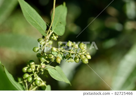 Young fruit of the hexangula Young fruit of the hexangula 82725466