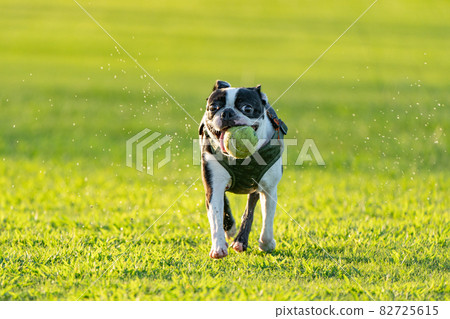 can boston terriers run