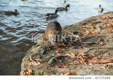 Muskrat eating carrot on the river shore. Nutria on the Vltava river shore with Charles Bridge in background. 82725880
