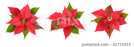 Realistic Poinsettia 3d Vector Flowers. Winter Christmas Flower Isolated on white for Card Design, Greetings 82725915