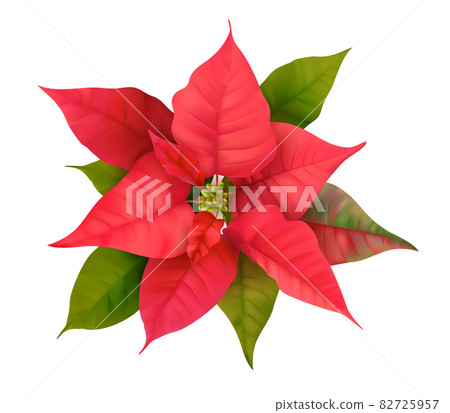 Realistic Floral Poinsettia 3d Vector. Winter Christmas Flower Isolated on white for Card Design, Greetings 82725957