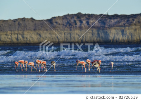 Flamingos feeding on a beach,Peninsula Valdes, Patagonia, Argentina 82726519