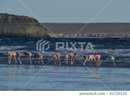 Flamingos feeding on a beach,Peninsula Valdes, Patagonia, Argentina 82726520