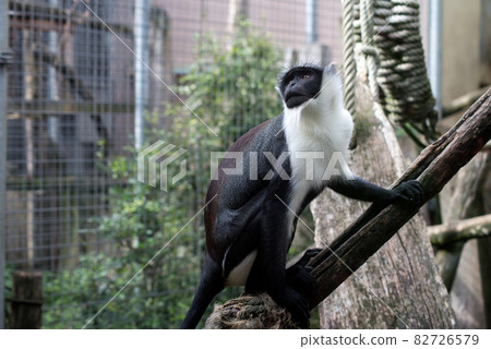 Portrait of roloway monkey on tree branch at the zoologic park 82726579