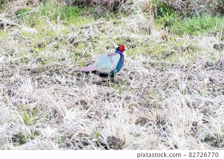 [野雞] 野雞找食物♂ 82726770