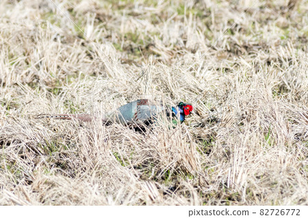 [野雞] 野雞找食物♂ 82726772