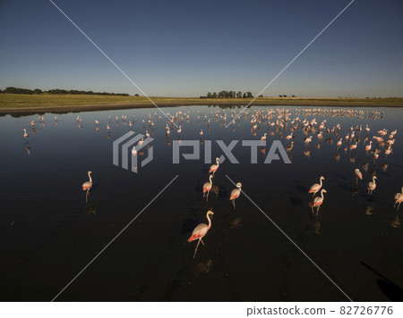 Flamingos flock in a lagoon habitat, Patagonia, Argentina Flamingos flock in a lagoon habitat, Patagonia, Argentina 82726776