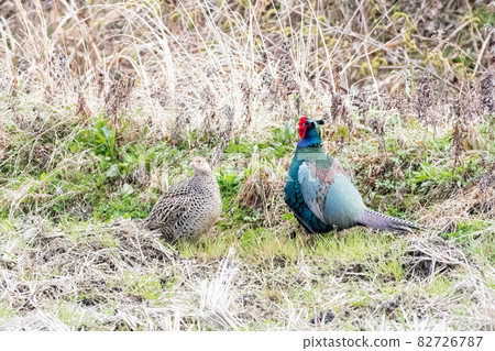 [Pheasant] Pheasant couple lined up in turn 82726787