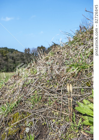 早春的馬尾充滿活力(春天的色彩形象) 早春的馬尾充滿活力(春天的色彩形象) 82726845