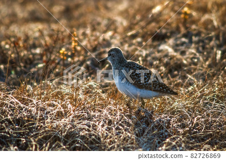 Wood sandpiper (Tringa glareola) Wood sandpiper (Tringa glareola) 82726869
