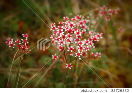 Beautiful pink saxifrage flowers (Saxifraga nudicaulis) 82726880
