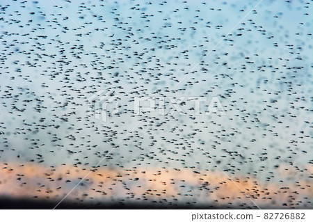 Swarm of mosquitoes 82726882