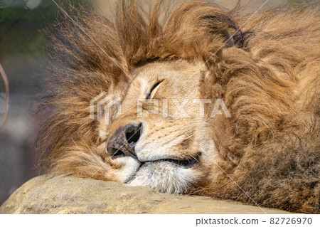 正在小睡的獅子 82726970