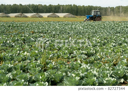 Part of plantation with growing cabbages Part of plantation with growing cabbages 82727344