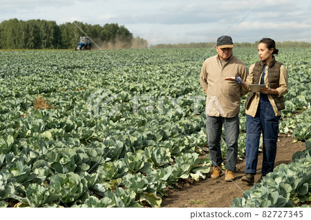 Two contemporary farmers discussing new methods of growing cabbage Two contemporary farmers discussing new methods of growing cabbage 82727345