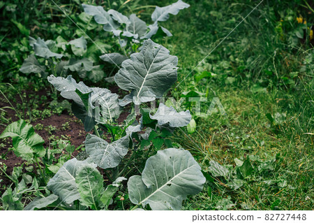 Cauliflower, head of cabbage in the garden Cauliflower, head of cabbage in the garden 82727448