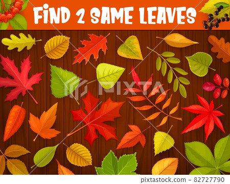 Kids maze game, find two same autumnal leaves, vector tabletop riddle. Find and match correct autumn leaf of oak, maple or rowan, elm or birch and ash tree, kids cartoon board game puzzle 82727790