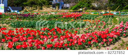 Koyaki Tulip Festival Panorama [Nagasaki City] 82727852