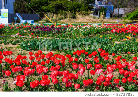 Koyaki Tulip Festival (Nagasaki City) Koyaki Tulip Festival (Nagasaki City) 82727853