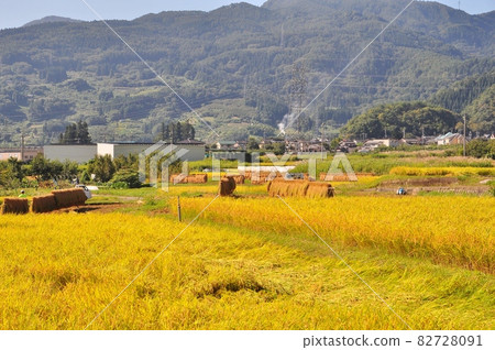 佐藤稻穀收割風景 82728091
