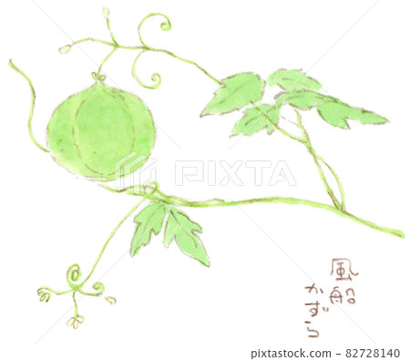夏秋季花:氣球藤的水彩插圖 夏秋季花:氣球藤的水彩插圖 82728140