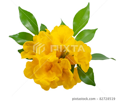 Tecoma stans flower isolated on white background Tecoma stans flower isolated on white background 82728519
