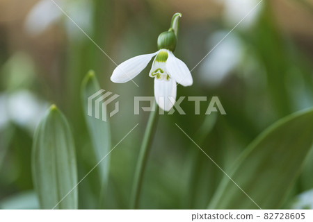 Snowdrop Yurigahara公園 82728605